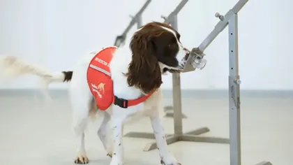 Câinii, antrenați să depisteze infecțiile cu coronavirus: cât de eficientă este metoda