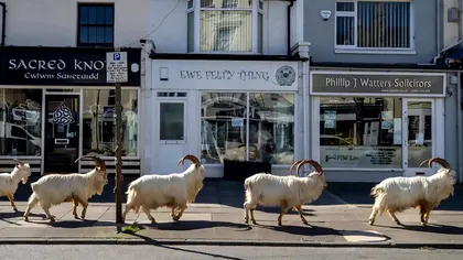 Caprele sălbatice ”au cucerit” orașele pustii: fenomenul ciudat din timpul pandemiei