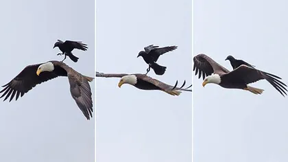 O poză cât o mie de cuvinte: vulturul pleșuv care a ajuns să transporte un corb