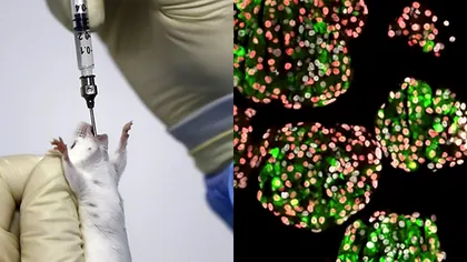 Primul tratament pentru diabet, testat cu succes: un șoarece s-a vindecat complet