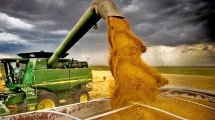 Adevărul despre cum România a interzis exportul de grâu: 90% din cotă a plecat deja