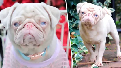 Câinele mops care îți înmoaie inima: de ce este o raritate pug-ul de culoare roz