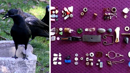 Prietenia unui copil cu o cioară, o relație ciudată: de ce a devenit virală