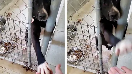 Câinele abandonat, devenit viral: la adăpost, bătea ”palma” cu orice vizitator