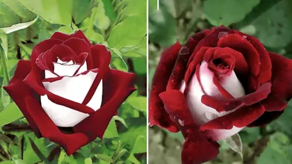 Trandafirul cu petale albe și roșii este o minune genetică de care te poți bucura