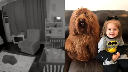 VIDEO Câinele babysitter, devenit viral: cum salvează viața tinerilor părinți