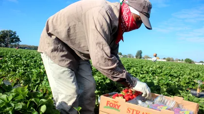 ”Căpșunarii” noștri, în vizorul Parlamentului European: ce îi așteaptă pe muncitorii sezonieri