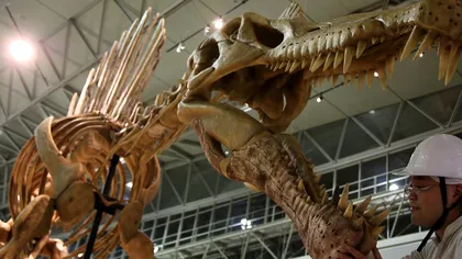 Descoperire importantă despre dinozauri: unii dintre ei puteau să înoate