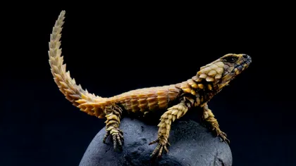 Acest mini dragon este printre cele mai rare animale din lume: de ce este specială șopârla