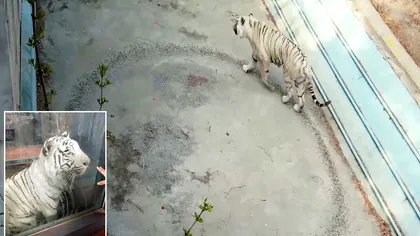 Tigrul depresiv care îți rupe sufletul: ce a ajuns să facă necontrolat