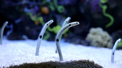 Îndemnul ciudat din partea unor japonezi: de ce țiparii au nevoie de apeluri video din partea oamenilor