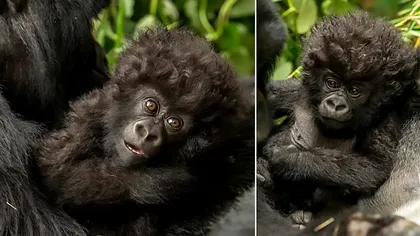 Cele mai speciale gorile sunt pe cale de dispariție: de ce nu le vei uita niciodată