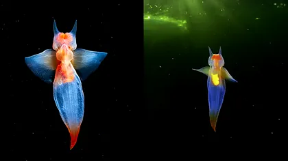 VIDEO Îngerul marin este o ființă reală și a fost imortalizată în premieră