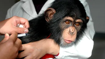 Victimele colaterale ale vaccinului: animalele de test, pe cale de dispariție