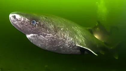 Cel mai bătrân vertebrat în viață este un rechin: vârsta fabuloasă până la care trăiește o specie