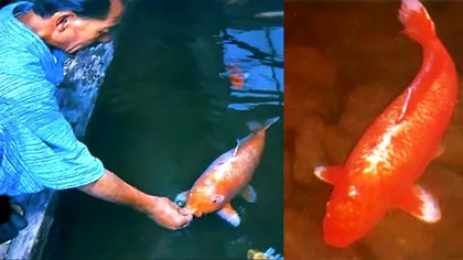 Ar putea fi cel mai bătrân pește din lume: câți ani a împlinit sociabilul din specia koi