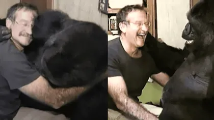 VIDEO Glumele lui Robin Williams cu o gorilă îți arată cât sunt de deștepte, de fapt