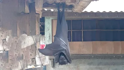 De ce să nu crezi tot ce vezi pe internet: explicația pentru liliacul gigantic