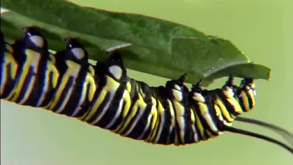 Ce înseamnă metamorfoza completă, procesul prin care apar, de fapt, fluturii