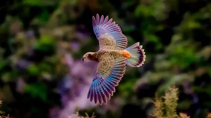 VIDEO Singurul papagal alpin îți taie respirația: Kea este inimaginabil de frumos