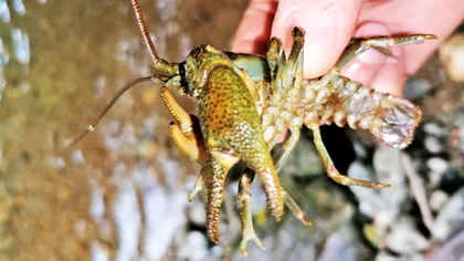 Descoperirea făcută în premieră în România: racul bihorean e „o ciudăţenie biologică” VIDEO