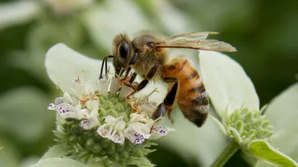 Veninul de albine poate distruge celulele canceroase la sân