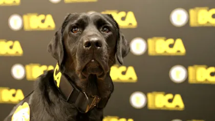 Acest câine îți poate găsi electronicele pierdute (sau ascunse). Cum face asta