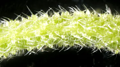 Copacul mai periculos decât un păianjen: durerea provocată de venin poate dura și săptămâni