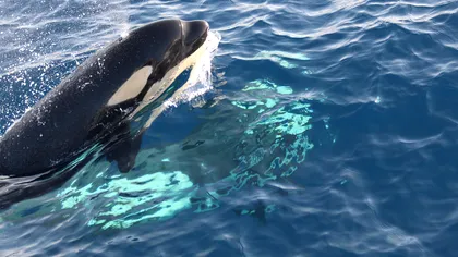 VIDEO ”Armata” de balene ucigașe face ravagii în Spania și Portugalia: cum s-au organizat