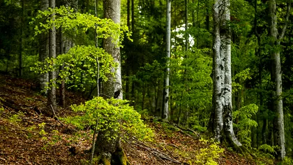Proiectul Ministerului Mediului prin care vrea să crezi că ia în serios pădurile României