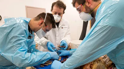 Soluții pentru școala de la distanță: cum se face educația pentru probele practice