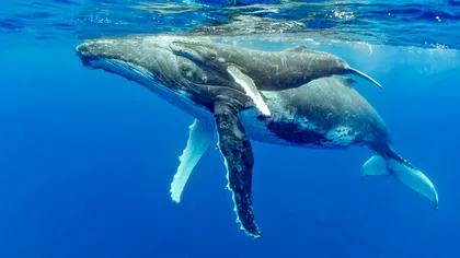 Cercetătorii vor să înțeleagă limbajul balenelor ca să le salveze de la pieire