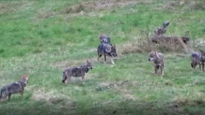 VIDEO - O haită de lupi din Neamț, devenită virală: clipul care nu pare din România