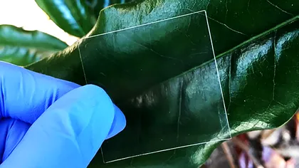 Acest material transparent e făcut din lemn, oricât de greu ți-ar fi să crezi