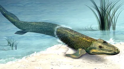 Speciile acestea extrem de rare au fost găsite când se credea că au dispărut definitiv