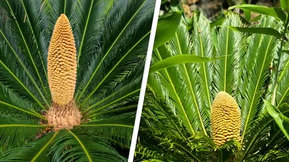 Această plantă a reapărut după 60 de milioane de ani din cauza încălzirii globale