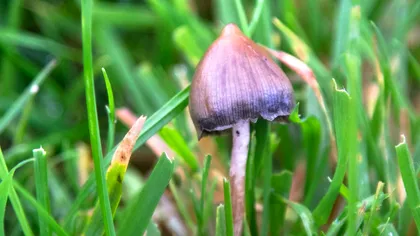 Tratamentul psihedelic cu psilocibină poate ajuta în tratarea depresiei majore