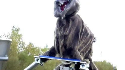 Lupul robot care ar trebui să păzească oamenii de urșii reali violenți