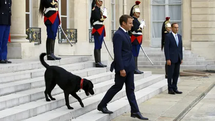 Câinele lui Macron, viral pe internet: ”mesajul” patrupedului care l-a transformat în vedetă