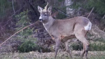 VIDEO Adevărații ”unicorni” au ieșit la iveală în Caraș-Severin: explicația pentru cornul stingher