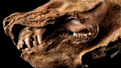 Descoperire remarcabilă: un pui de lup mumificat acum 57.000 de ani a fost dezgropat din gheață