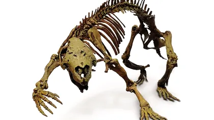 Acest „șobolan” gigant a trăit acum 66 de milioane de ani și tocmai a fost descoperit recent