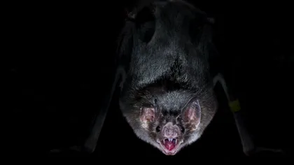 Cum s-a răspândit de la animale la oameni virusul care provoacă hepatita D