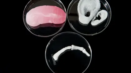 Tehnica prin care pot fi create organe funcționale, de la zero, în laborator