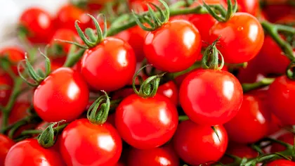 Cât de dulci sunt roșiile dulci: tocmai s-a încheiat campionatul mondial pe acest subiect