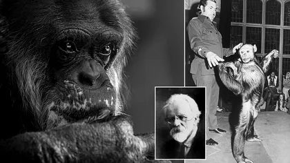 Un om de știință rus a încercat să creeze un hibrid om-cimpanzeu. Ce s-a întâmplat cu acest experiment inedit