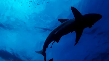 Descoperire uimitoare: primii rechini care strălucesc în întuneric descoperiți de oamenii de știință