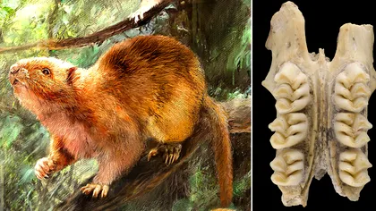 Specia spectaculoasă de mamifer care a dispărut din cauza oamenilor