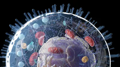 Nanodiamantele din celule ar putea ajuta la înțelegerea procesului de dezvoltare al cancerului. Cum funcționează procesul