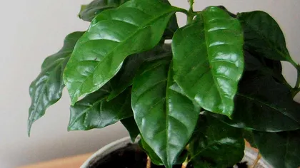 Această plantă ar putea fi rezistentă la schimbările climatice. Cum ar putea salva o industrie de miliarde de dolari